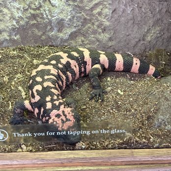 High Desert Museum - Hila Monster - Museums Near Me - Bend, Oregon