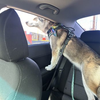 Jack & Rascal's - Mocha's very happy! - A dog with a harness is positioned on the back seat of a car, with its front paws on the window ledge, gazing outside. The interior of the vehicle includes a headrest and seatbelt, with a view of the outside scenery through the window. The dog appears alert and curious, and the photo captures a moment during a car ride. - Pet Groomers Near Me - Albuquerque, New Mexico