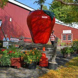 Pine Tree Apple Orchard