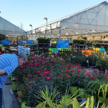 Lowe's Home Improvement - Nice selection of plants and flowers for your garden and house. - Hardware Stores Near Me - Mount Pleasant, South Carolina
