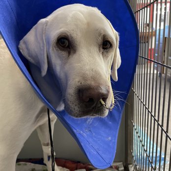 VEG ER for Pets - Emergency Pet Hospital Near Me - Dallas, Texas VEG ER for Pets - Emergency Pet Hospital Near Me - Dallas, Texas