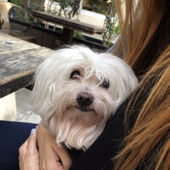Kings Row Gastropub - pet friendly patio - Gastropubs Near Me - Pasadena, California Kings Row Gastropub - pet friendly patio - Gastropubs Near Me - Pasadena, California