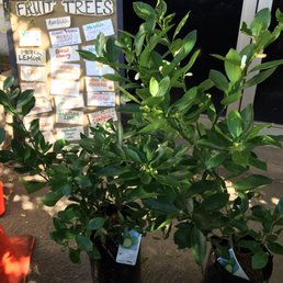 Calamondin, calamansi tree $52.00 Calamondin, calamansi tree $52.00