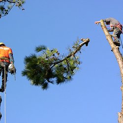 Chucks Tree Service - Hudson, FL Tree Trimming by Chuck's Tree Service