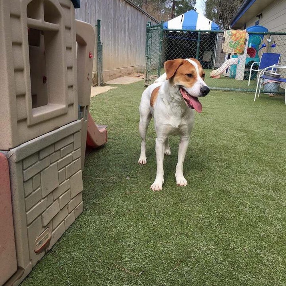Preppy Pet - Pet Sitting Near Me - Houston, Texas Preppy Pet - Pet Sitting Near Me - Houston, Texas