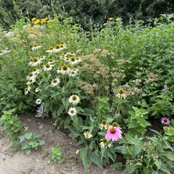 Berry Patch Farms - Flowers