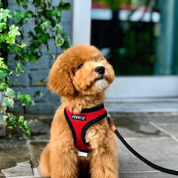 Fur Bar - After - Pet Groomers Near Me - Toronto, Ontario