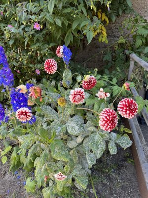Dutch Windmill by null