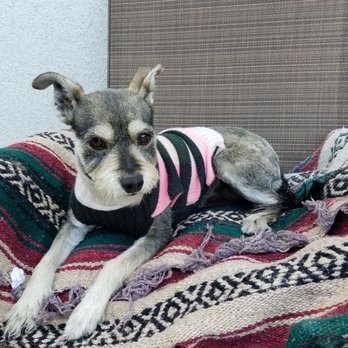 Puppy Salon - My mini schnauzer Frida gets her grooming at Puppy Salon and although it might be a little more expensive compared to the other groomers. - Pet Groomers Near Me - Whittier, California
