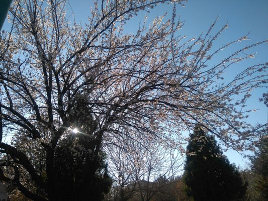 100. Yıl Atatürk Kültür Parkı by null