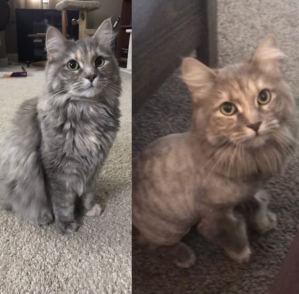 THE PET PAWLOR 1100 NorwichNew London Tpke, Uncasville, Connecticut