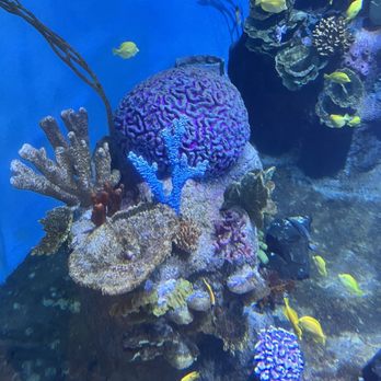 Oregon Coast Aquarium - Aquariums Near Me - Newport, Oregon Oregon Coast Aquarium - Aquariums Near Me - Newport, Oregon