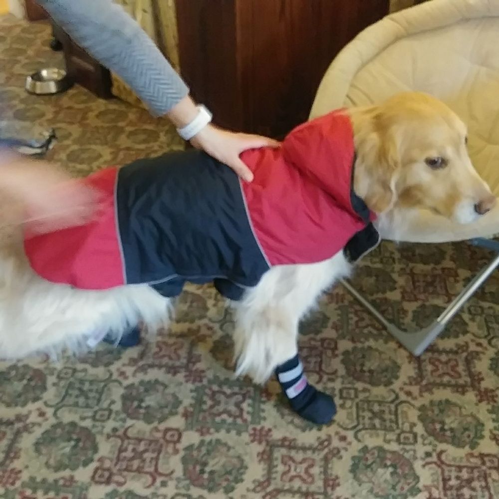 Bernerhof Inn - Getting Paco's boots on! - Bed & Breakfast Near Me - Glen, New Hampshire