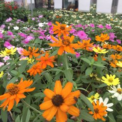 Dutch's Greenhouse - Zinnias...full of color all summer!