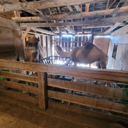Rainbow Ranch - Camels, of course!