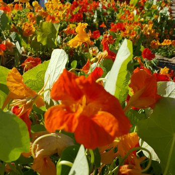 The Flower Fields - Venues & Event Spaces Near Me - Carlsbad, California The Flower Fields - Venues & Event Spaces Near Me - Carlsbad, California