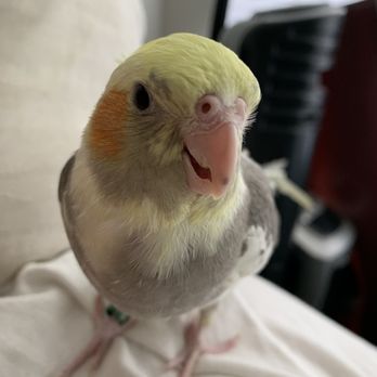 Petland Albuquerque - My sweet little cuddle bug - Pet Stores Near Me - Albuquerque, New Mexico