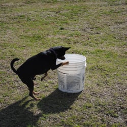 Dog Spot Dog Park