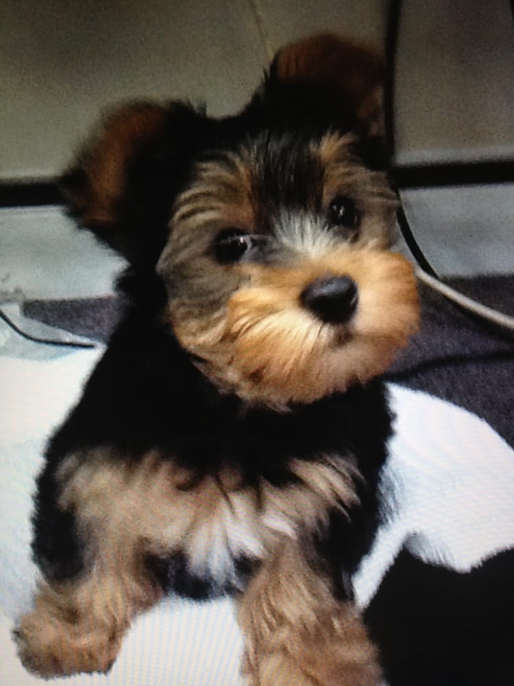 north shore animal league puppies for adoption