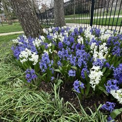Longfield Gardens LLC - Blue Hyacinth Mix plus White Hyacinths...lovely aroma!
