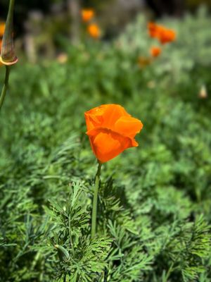 Los Angeles County Arboretum & Botanic Garden by null