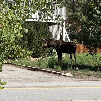 Two Moose Home Inspections - One Moose - Home Inspectors Near Me Two Moose Home Inspections - One Moose - Home Inspectors Near Me