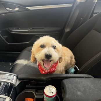 VIP Dog Grooming - Pet Groomers Near Me - Stanton, California