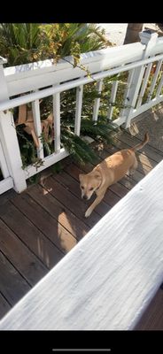 Mana Bowls Acai Cafe by null