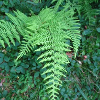 Peaceful Valley Campground - Ferns. - Campgrounds Near Me - Downsville, New York
