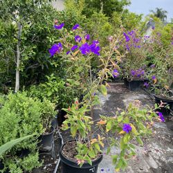 Sakioka Wholesale Nursery - 3