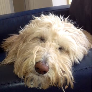 Legacy Labradors - Meet Maddy. Legacy Labs was just great to work with and I'd go to them again in a second if we get another labradoodle! - Pet Breeders Near Me - Terrell, Texas