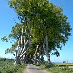 Dark Hedges in afternoon of Bank Holiday Monday 30th May 2016 Dark Hedges in afternoon of Bank Holiday Monday 30th May 2016