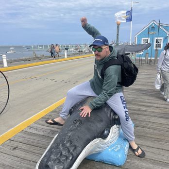 Whale Watch Dolphin Fleet - Whale Watching Tours Near Me - Provincetown, Massachusetts