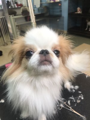 kimberly's pampered pets