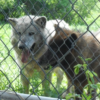 Wolf Hollow - Community Service/Non-Profit Near Me - Ipswich, Massachusetts