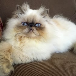 Tuleburg Cattery - Princess Seraphina 2015