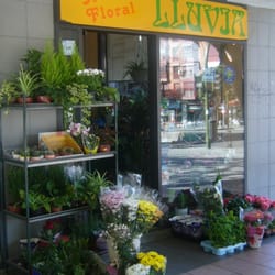 Lluvia Plant