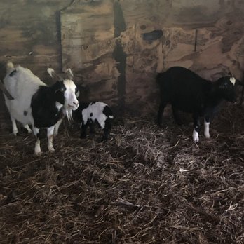 Redman's Farm and Winery - Goats - Venues & Event Spaces Near Me - Morning View, Kentucky
