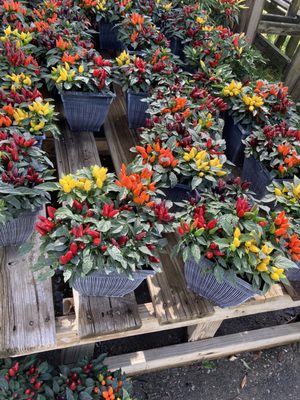 Pee Dee State Farmers Market by null