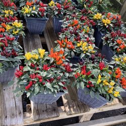 Pee Dee Farmers Market - Plant & Flower Festival