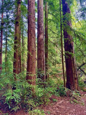 North Sonoma Mountain Regional Park by null