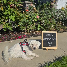 Chip's graduated as a service dog! Chip's graduated as a service dog!