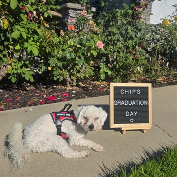 Unlock Pawsiblities - Chip's graduated as a service dog! - Pet Training Near Me Unlock Pawsiblities - Chip's graduated as a service dog! - Pet Training Near Me