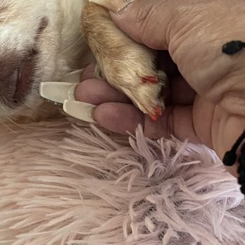 Bhappy Pets - She's fancy like her MaMa now! - Pet Groomers Near Me - Pomona, California