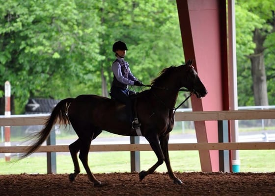 Dar Maur Manor Stables