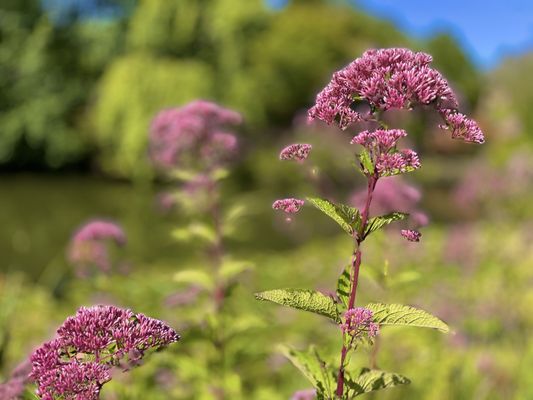 Grounds For Sculpture by null