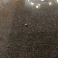 Cabalen - Cockroach by the buffet in the food.