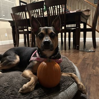 Animal Minds Behavior & Training - Chloe has pumpkin love! - Pet Training Near Me Animal Minds Behavior & Training - Chloe has pumpkin love! - Pet Training Near Me