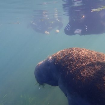 Explorida - Snorkeling Near Me - Crystal River, Florida Explorida - Snorkeling Near Me - Crystal River, Florida