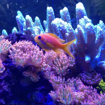 Complete Aquarium - Aquarium Services Near Me - Bedford Hills, New York